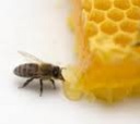 Tp. Hồ Chí Minh: Cung cấp mật ong nguyên chất CL1050313