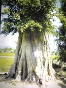 Tp. Hồ Chí Minh: Cần bán cây cảnh(kich thước lớn)để trang trí sân vườn và những nơi sang trọng CL1119589P22