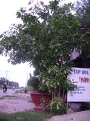 Tp. Hồ Chí Minh: Bán 1 cây Lộc Vừng giá 4tr , 2 cây si bon sai 4, 5tr. CL1033215P11