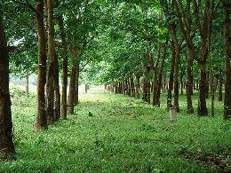 Bán lô đất rừng cao su tại Huyện Chơn Thành, Bình Phước. DT: 15 hecta