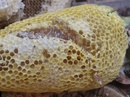 Tp. Hồ Chí Minh: Bán mật ong RUỒI CL1014528