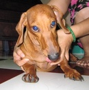 Tp. Hồ Chí Minh: [HCM] - Bán Dachshund thuần chủng Đức ! CL1063613P11