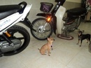 Tp. Hồ Chí Minh: Bán đàn chó fox min pin con sinh 1/12 2010 min pin đẹp dáng ngầu khôn CL1074838P11