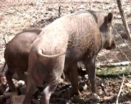 Bán lợn rừng Thái Lan nhân dịp tết có nhiều ưu đãi, giá cả hợp lý