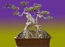 Bến Tre: Hiện nay tôi có một số cây kiểng đủ các loại nhu: bonsai, kiểng cổ thụ, kích thước CL1015745