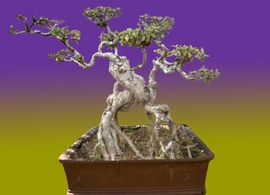Hiện nay tôi có một số cây kiểng đủ các loại nhu: bonsai, kiểng cổ thụ, kích thước