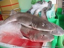 Tp. Hà Nội: Cá Mập Sữa - tươi sống - món quà của biển CL1015286