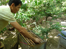 Mật ong nuôi Bến Tre