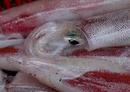 Tp. Hồ Chí Minh: Cần tìm đối tác phân phối sỉ và lẻ các loại hải sản Phan Thiết. RSCL1082308
