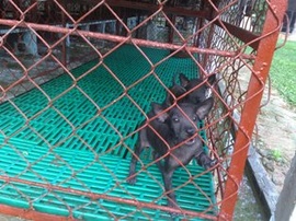 Bán bầy Phú Quốc màu đen tuyền 1,5 tháng, nặng 5kg, thuần chủng.