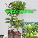 Tp. Hồ Chí Minh: Chuyên cung cấp các loại cây ăn trái và cây giống theo mọi nhu cầu CL1064771P7