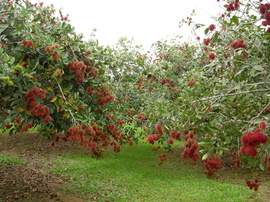 Sang nhượng vườn cây ăn quả, Long Khánh, Đồng Nai