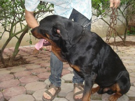 Bán chó Rott đực 2 năm tuổi tại Hà Nội