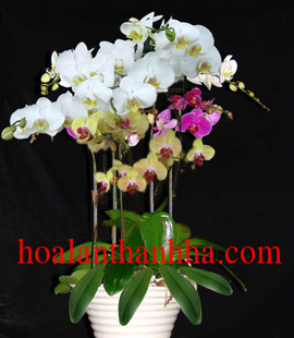 Hoa Lan Thanh Hà - Mua bán hoa lan