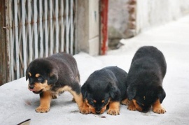 Bán bầy rottweiler hai tháng đã sổ lải trích ngừa đầy đủ chó bố ngoại nhập