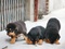 [3] Bán chó rottweiler hai tháng sổ lải trích ngừa đầy đủ chó đẹp thuần chủng