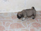 [1] Cún PUG con mới 01 tháng 5 ngày --_ Đảm bảo nhìn là ghiền liền!!!!!!