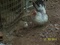 [1] Đà Nẵng bán gà Thái chuối tuyết con và gà tre con(gà 2 -4 tuần)