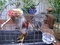 [1] Bán 1 con gà tre Tân Châu 5 tháng, màu xám son, chân vuông rãnh, trích, mã dìm.