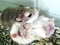 [1] [Lucky Shop] Chuyên bán các loại thú nuôi nhỏ như chuột Hamster, nhím, chuột nhảy