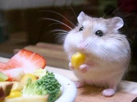 [Lucky Shop] Chuyên bán các loại thú nuôi nhỏ như chuột Hamster, nhím, chuột nhảy