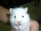 [3] [Lucky Shop] Chuyên bán các loại thú nuôi nhỏ như chuột Hamster, nhím, chuột nhảy
