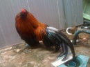 Tp. Hồ Chí Minh: Mình bán 1 con gà trống Tân Châu đẹp, bờm cổ phủ tới giữa lưng đuôi ngang dài CL1092043P5