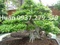 [1] Nguyệt quới hay nguyệt quý tuyệt đẹp bonsai.