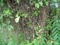 [3] Cần Bán Cây kiển thuộc loại cây xanh, 0918511140, aPhương