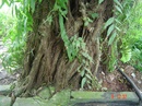 Tp. Hồ Chí Minh: Cần Bán Cây kiển thuộc loại cây xanh, 0918511140, aPhương CL1127702P11