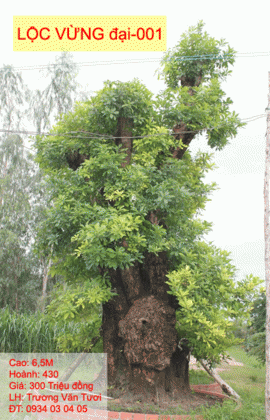 Lộc Vừng