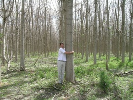 Tìm đối tác thu mua gỗ cây hông lâu dài
