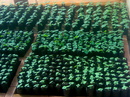 Tp. Hồ Chí Minh: Bán cây giống Hông(Paulownia) cho dự án trồng rừng, Bán gỗ Hông(Paulownia) CL1046169P3