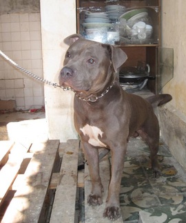 Bán 1 chú chó PitBull Bully 13 tháng tuổi