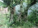 Tp. Hồ Chí Minh: Bán cây Sanh cảnh cổ thụ. CL1112434P8