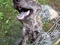 [4] Chó Phú Quốc vện cái, 8 tháng, xoáy kiếm, lưỡi đen, đơn giản như trong hình