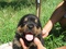 [3] Bán chó Rotweiler con thuần chủng cha mẹ nhập