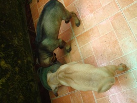 Bán chó con Phú Quốc, thuần chủng, lứa thứ 2, được 2 tháng tuổi, màu đen tuyền,