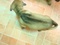 [4] Bán chó con Phú Quốc, thuần chủng, lứa thứ 2, được 2 tháng tuổi, màu đen tuyền,