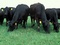 [3] Thịt bò nhập khẩu - Thịt bò úc - Bò Balck Angus chỉ ăn cỏ tự nhiên