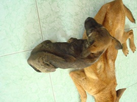 Bán chó con Phú quốc , 2 tháng tuổi , thuần chủng, có 3 màu : đen tuyền, đốm