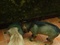 [4] Bán chó con Phú quốc , 2 tháng tuổi , thuần chủng, có 3 màu : đen tuyền, đốm