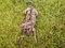 [4] Chó vện Bắc đảo, giống đực, 5 tháng, xoáy kiếm dài và đẹp, chuyên canh nhà