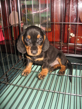 chó lạp xưởng daschund cực rẻ