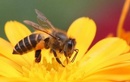 Tp. Hà Nội: Bán mật ong rừng nguyên chất từ rừng Quốc gia Cúc Phương! RSCL1688310