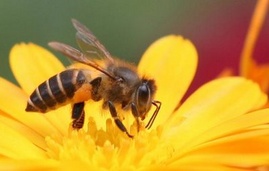 Bán mật ong rừng nguyên chất từ rừng Quốc gia Cúc Phương!