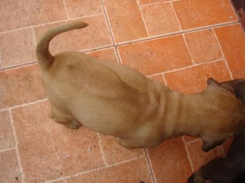 Bán chó Phú quốc 3 tháng tuổi
