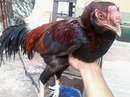 Tp. Hồ Chí Minh: Cần bán 1 em gà nòi giá 1 triệu. RSCL1071959