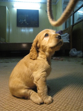 Hà Nội Bán Cocker Spaniel 2 tháng tuổi chó nhà