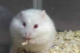 chuyên sỉ lẻ các loại hamster và vật dụng